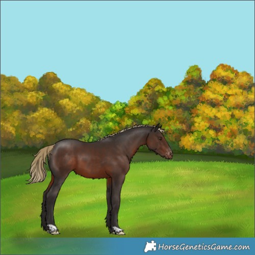 Horse Color:Liver Chestnut Appaloosa 