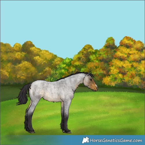 Horse Color:Buckskin Roan 