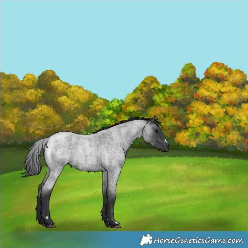 Horse Color:Blue Roan 