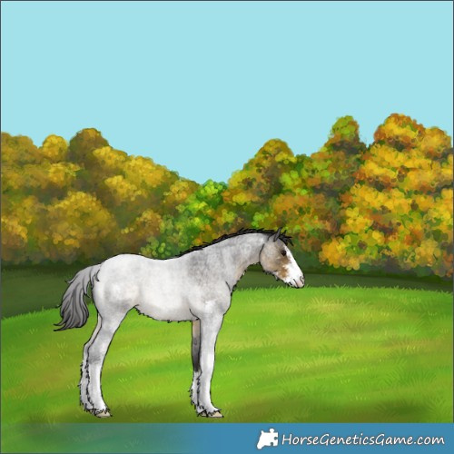 Horse Color:Buckskin Roan Sabino 