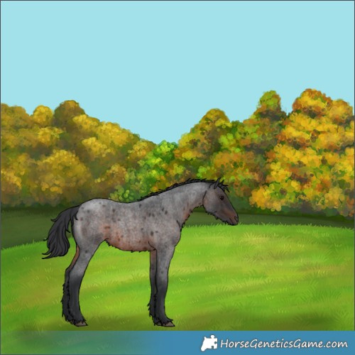 Horse Color:Brown Roan