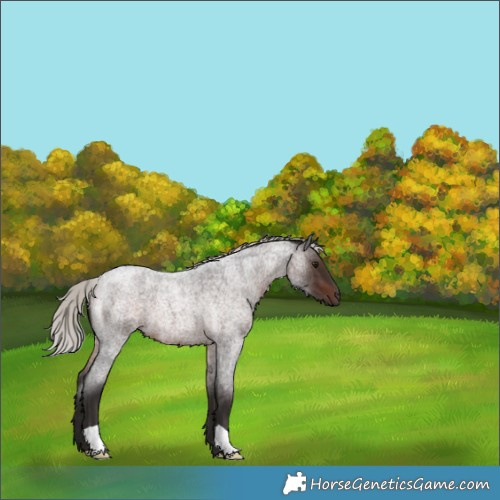 Horse Color:Silver Brown Roan 
