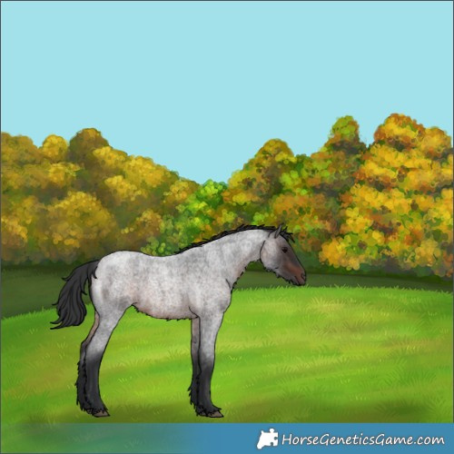 Horse Color:Brown Roan