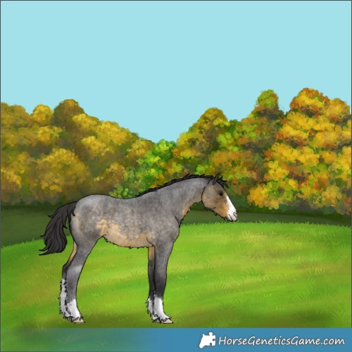 Horse Color:Buckskin Roan Sabino 