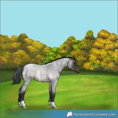 Horse Color:Brown Roan