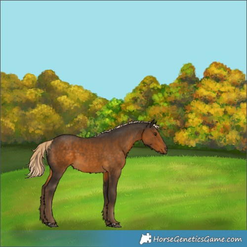Horse Color:Chocolate Palomino 