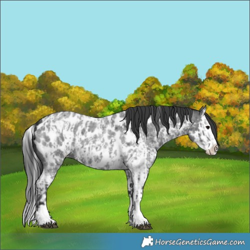 Horse Color:Blue Roan Sabino Splash Appaloosa  and Blue Roan Sabino Splash Appaloosa 