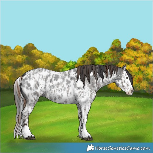 Horse Color:Liver Red Roan Sabino Splash Near Leopard  and Red Roan Sabino Splash Near Leopard 