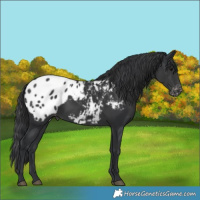 Horse Color:Black Blanket 