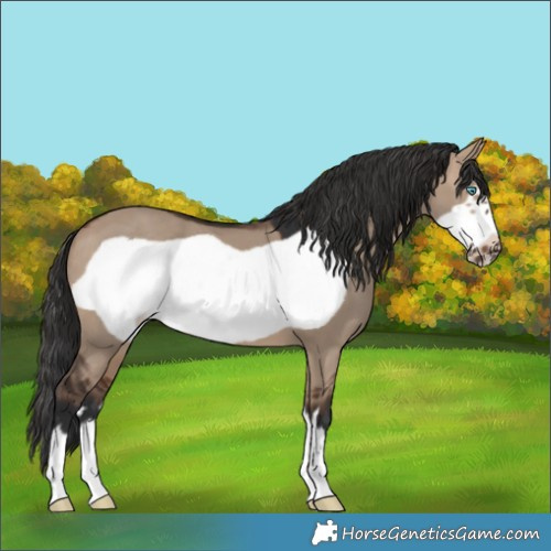 Horse Color:Brown Dun Frame