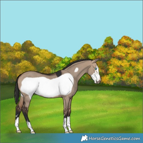 Horse Color:Brown Dun Frame 
