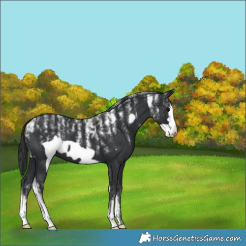 Horse Color:Powder White Black Frame 