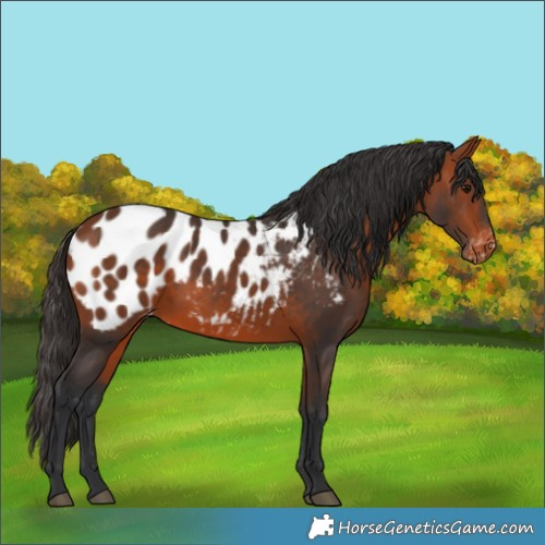 Horse Color:Bay Blanket 