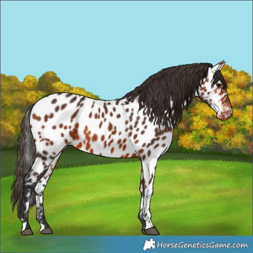 Horse Color:Bay Appaloosa 
