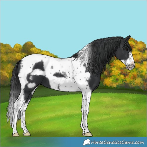 Horse Color:Black Tobiano Frame 