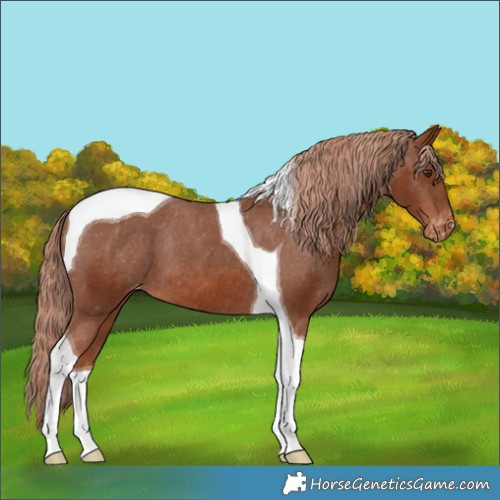 Horse Color:Chestnut Tobiano Appaloosa 
