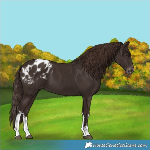 Horse Color:White Spotted Liver Chestnut Appaloosa 