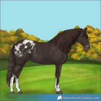 Horse Color:White Spotted Liver Chestnut Blanket 