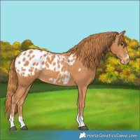 Horse Color:Chestnut Blanket 