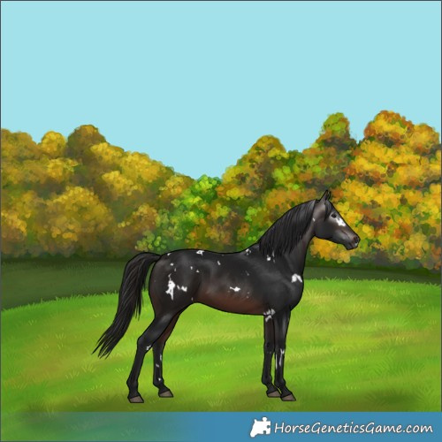 Horse Color:Gray White Spotted Bay Rabicano 