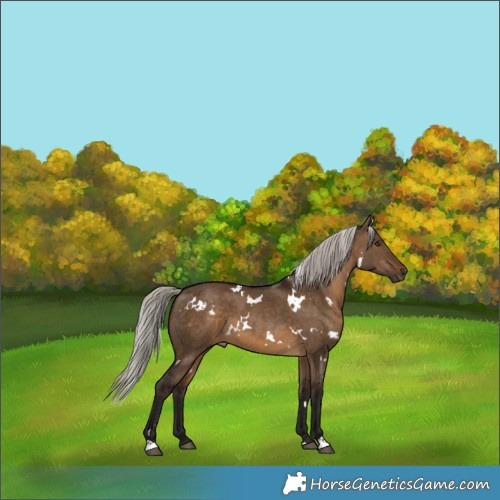 Horse Color:Gray White Spotted Silver Brown Dun 