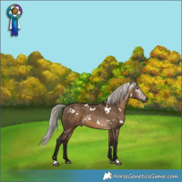 Horse Color:Gray White Spotted Silver Brown Dun