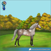 Horse Color:Gray White Spotted Silver Brown Dun 