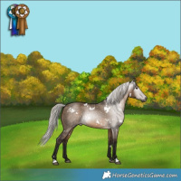 Horse Color:Gray White Spotted Silver Brown Dun 