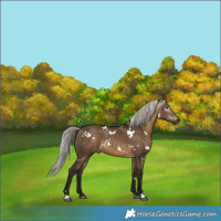 Horse Color:Gray White Spotted Silver Brown Dun 