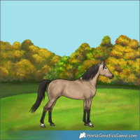 Horse Color:Gray Liver Red Dun