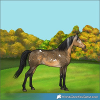 Horse Color:Gray White Spotted Buckskin Dun 