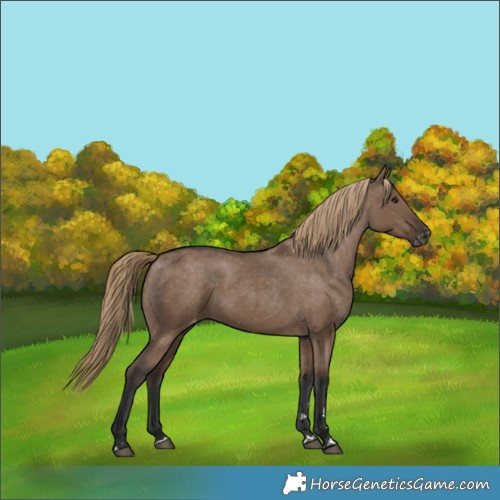 Horse Color:Liver Red Dun Varnish Rabicano 