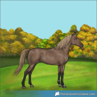 Horse Color:Liver Red Dun Appaloosa Rabicano 