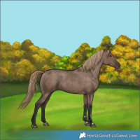 Horse Color:Liver Red Dun Appaloosa Rabicano