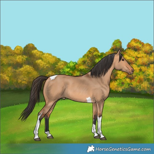 Horse Color:Bay Dun Tobiano Rabicano 
