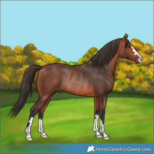 Horse Color:Bay Rabicano 
