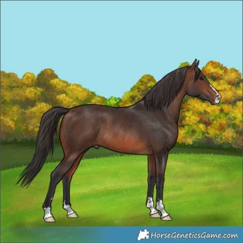 Horse Color:Brown Rabicano 