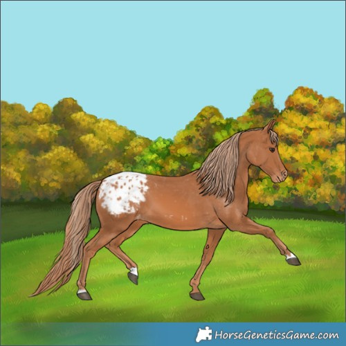 Horse Color:Chestnut Blanket 