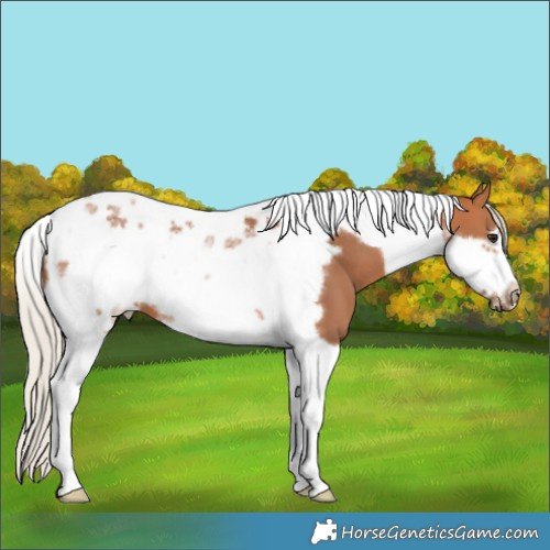 Horse Color:Silver Bay Tobiano Frame 