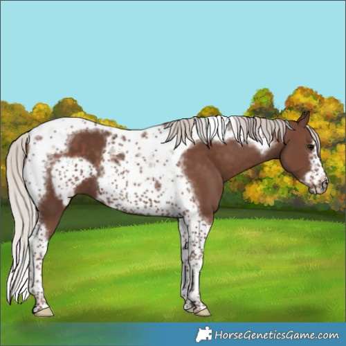 Horse Color:Silver Black Tobiano Frame