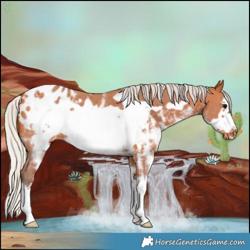 Horse Color:Silver Bay Sabino Frame Appaloosa 