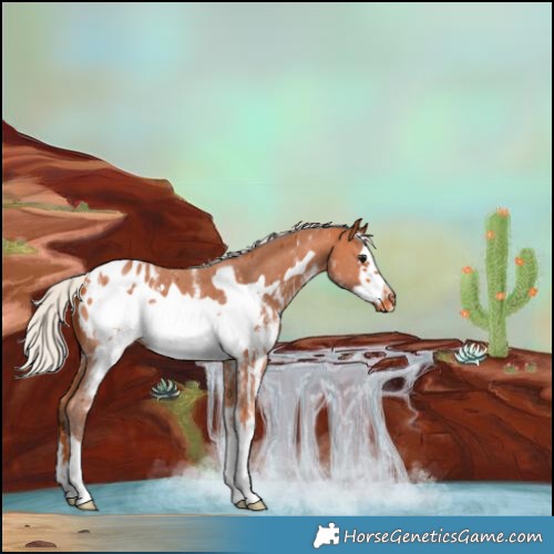 Horse Color:Silver Bay Sabino Frame Appaloosa 