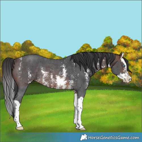 Horse Color:Brown Sabino Splash Rabicano