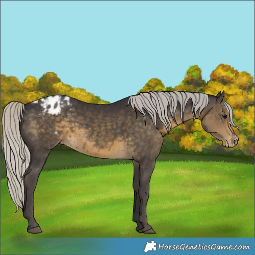 Horse Color:Silver Smoky Black Appaloosa Rabicano