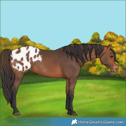 Horse Color:Bay Appaloosa Rabicano