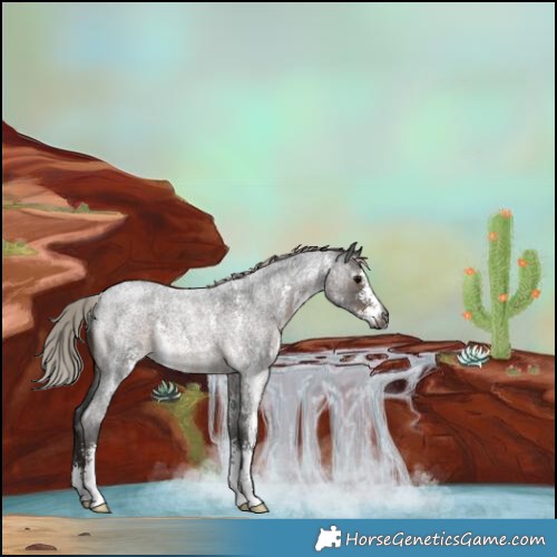 Horse Color:Gray Silver Blue Roan Sabino Rabicano