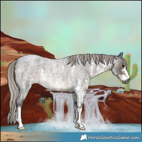 Horse Color:Gray Silver Blue Roan Sabino Rabicano 