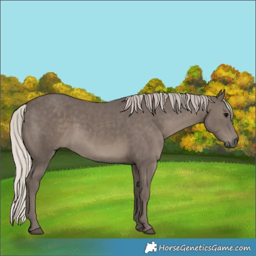 Horse Color:Silver Black Rabicano 