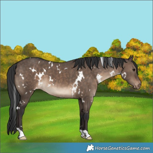 Horse Color:White Spotted Brown Dun Appaloosa 