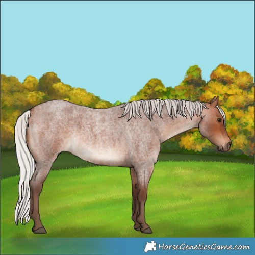 Horse Color:Silver Brown Roan Rabicano 